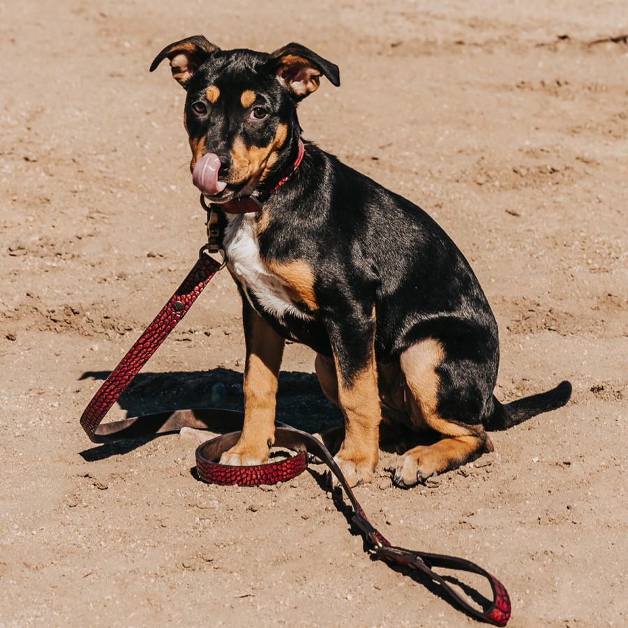 FREEBIRD STORES Dog Collar Small Leather Goods