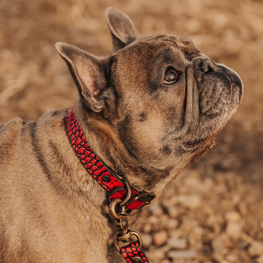 FREEBIRD STORES Dog Collar Small Leather Goods