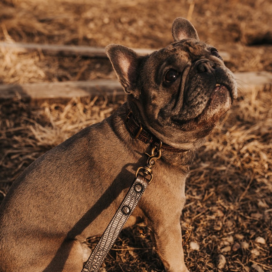 FREEBIRD STORES Dog Collar Small Leather Goods