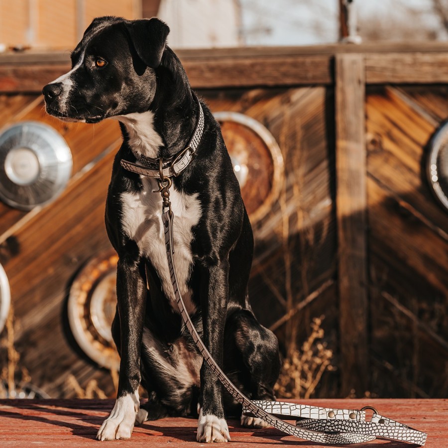 FREEBIRD STORES Dog Collar Small Leather Goods