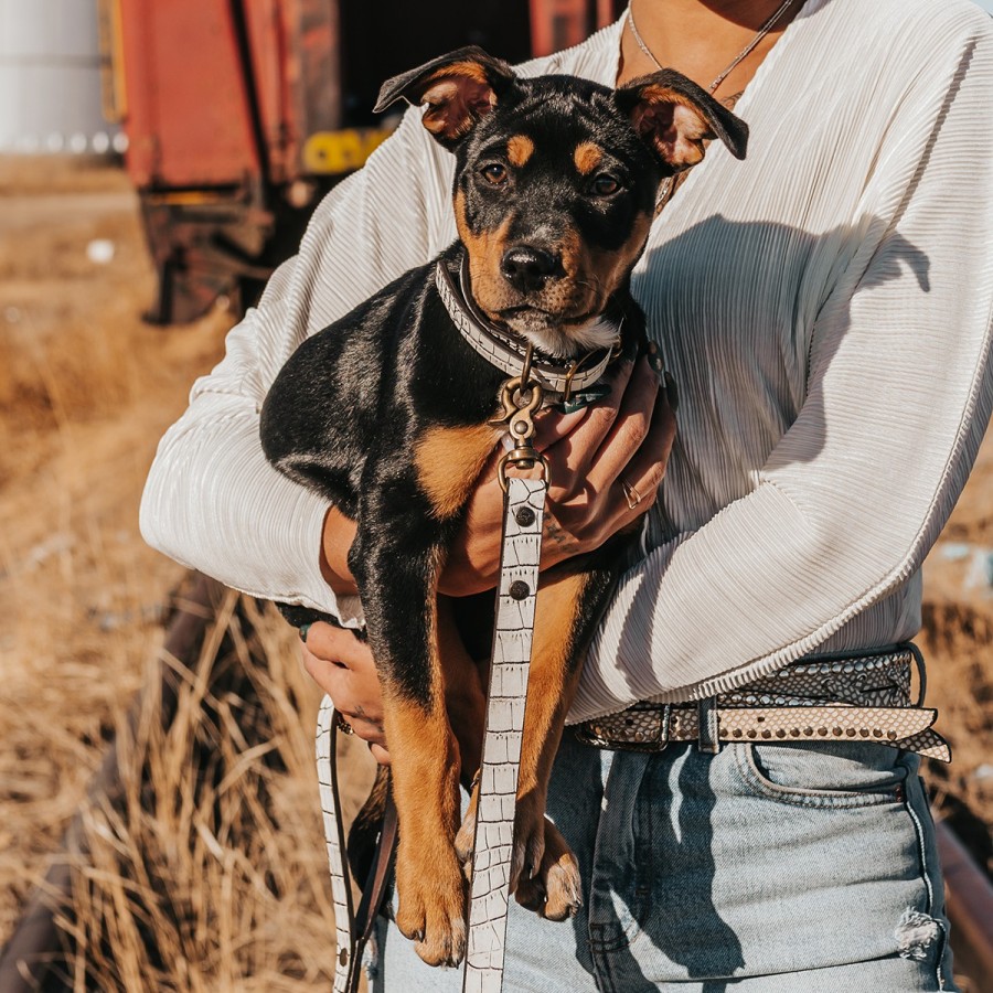 FREEBIRD STORES Dog Collar Small Leather Goods